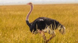 85 illik səssizlik pozuldu: Nəhəng ayaq səsləri səhraya qayıdır