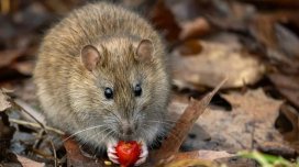 Alimlər heyvanların həyatı haqqında gözlənilməz faktları açıqladı