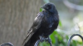 ABŞ sakini qarğalara Tramp tərəfdarlarına hücum etməyi öyrədib