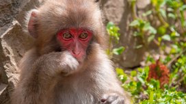 Meymunların hamam vərdişi alimləri heyrətləndirdi