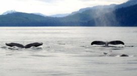 Balinalar qida çatışmazlığı səbəbindən "paylaşmağa" başlayıb: Nə baş verir?