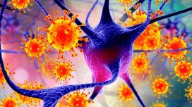 Nipah virusu nədir, ondan necə qorunmaq lazımdır?