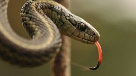 Aldadıcı ölüm: bu ilan "ölə" və "dirilə" bilir