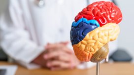 Beynin qoruyucu baryerini gücləndirməyin sadə yolu açıqlandı