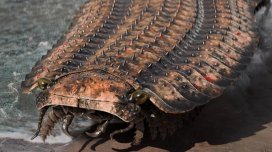 Bioloq tarixdəki ən böyük çoxayaqlı haqqında danışdı: İnsan ölçüsünü ötüb