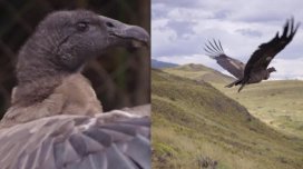 Səmaya əfsanəvi quşlar buraxıldı: Ən böyük qanadlı yırtıcı xilas edildi