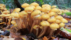 8650 yaşı ola bilər və qaranlıqda işıldayır: Dünyanın ən böyük canlısı hansıdır?