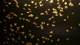 Təbiətdəki "səssizlik" sistemin çökməsi anlamına gəlir?