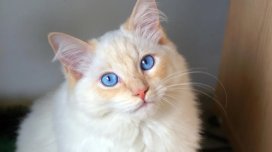 Dünyanın ən gözəl pişikləri hansılardır? - 6 əla cins açıqlandı