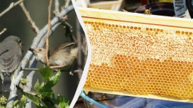 Afrikalılar bal tapmaq üçün quşlarla danışmağı öyrənib: Onların "dili" daim inkişaf edir