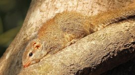 Gün boyu spirtli içki içə bilir, amma sərxoş olmur: Bu hansı heyvandır?