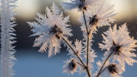 Həkim şaxtanın dörd əsas sağlamlıq riskini açıqladı