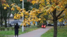 Bağbanlar həyətə heç vaxt əkilməməli olan 6 ağacı açıqladı