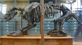 Darvinin heyvan kolleksiyasını "möhürlədiyi" məhlulun resepti açıldı