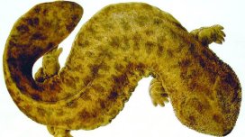 Yaponiya dərinliklərində ekosistemə zərər verən nəhəng qədim yırtıcı gizlənir