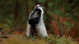 Təxminən 200 giriş və 50 otaq: Möcüzəvi heyvanlar öz &ldquo;yataqxanalarını&rdquo; qurur