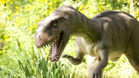 Dinozavrlar inanılmaz sürətli canlılar olub: Alimlər sübut tapdı