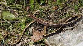 İlan kimi görünür, ilan kimi hərəkət edir, amma əslində belə deyil