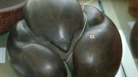 Çəkisi 30 kq-a qədər və diametri yarım metr: Planetdəki ən böyük toxum - VİDEO