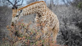 Ağaclar "kimyəvi dil" inkişaf etdirib: Gizli ünsiyyət necə işləyir?