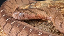 Qida zəncirindəki qorxunc dönüş: İlanlar niyə bir-birini yeyir?