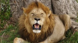 "İtkin pələnglər" Yaponiyada əslində qədim şirlər imiş: Alimlər kəşfə heyrətlənib