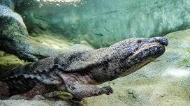 Dünyanın ən böyük amfibiyaları hansılardır?