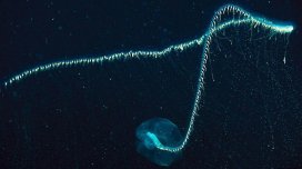 Dörd avtobusdan uzun: Bu hansı ölümcül yırtıcıdır?