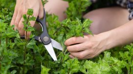 Beyində iltihabı yatırda bilən bitki müəyyən edildi