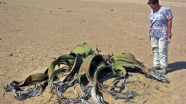 Mavi balinadan uzun və "duman içən" bitki: Onu "canlı fosil" adlandırırlar