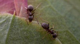 Erkəkləri olmayan parazit qarışqa növü kəşf edildi: Bu necə mümkündür?