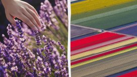 Avropada çiçəklərə heyran olmaq üçün ən yaxşı yerlər və səyahət üçün ideal vaxt