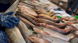 Bazarlarda 5 manata satılan məşhur balıq - Nəcislə qidalanır?