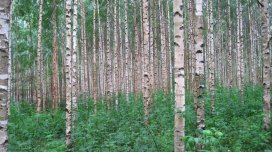 Bağ üçün ən pis 9 ağac: Niyə əkməməlisiniz və alternativləri varmı?