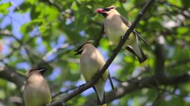Gündə 1000 giləmeyvə yeyə bilir: "Acgöz" quş haqqında nə məlumdur?