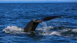 Okeanın dərinliklərindən gələn qəribə səs: Alimlər sirri açdı