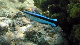 Bu kiçik balıqlar yalnız bəzi məməlilərdə olan bir bacarıqla alimləri heyrətləndirdi