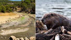 Çayı xilas etmək üçün səhraya qunduzlar gətirildi: 6 il sonra nə baş verdi?