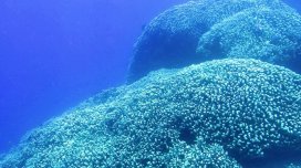 Zürafə kimi hündür və kosmosdan görünür: Sakit Okeanda "sualtı nəhəng" tapıldı