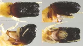 Unikal kəşf: Alimlər "balina başlı" qeyri-adi həşərat kəşf etdi