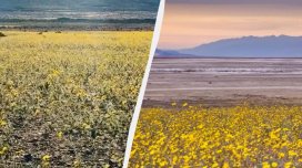 Ölüm vadisi çiçəklərlə örtüldü: Turistlər nadir "superçiçəklənməni" görməyə gedir