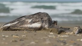 Xəzər sahilində quşlar kütləvi şəkildə niyə ölür? - VİDEO