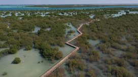 Manqrov meşələrində oksigen azalır: Alimlərdən ciddi nəticələr barədə xəbərdarlıq