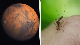 Həyat Marsda: NASA-nın şəkillərində arı və sürünən izi aşkarlandı