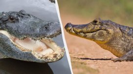 Yer üzündə təkcə bir yerdə timsahlar və alliqatorlar yan-yana yaşayır