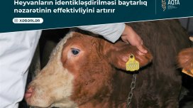 Heyvanların identikləşdirilməsi baytarlıq nəzarətinin effektivliyini artırır