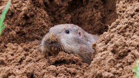 43 il əvvəl alimlər sincabları vulkana buraxmışdı: Nəticə nə oldu?