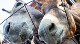 Ən çox və az eşşəyi olan rayonlar - SİYAHI