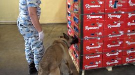 "Kahı" yükünün içərisində 56 kq marixuana aşkarlandı