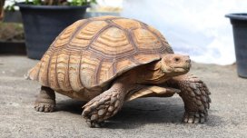 Tısbağalar asteroidlə toqquşmadan necə sağ çıxıb?